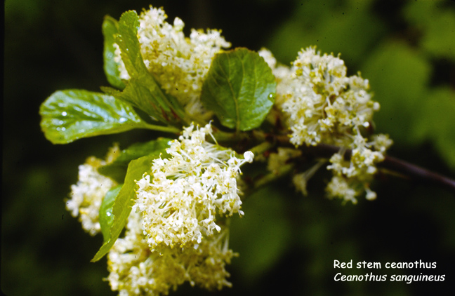 Ceanothus sanguineus