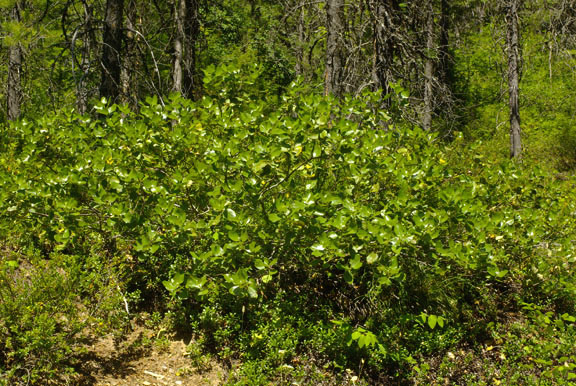 Ceanothus velutinus