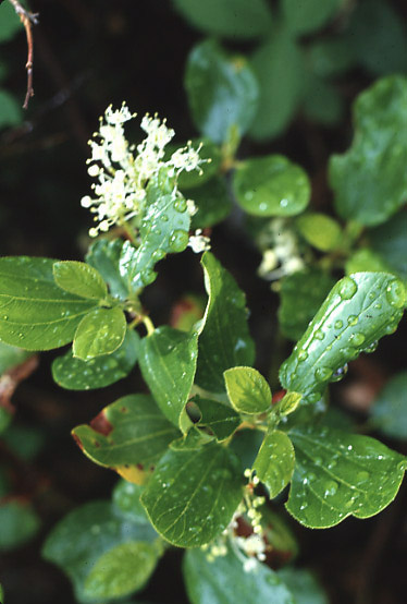 Ceanothus velutinus