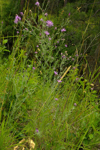 Centaurea stoebe