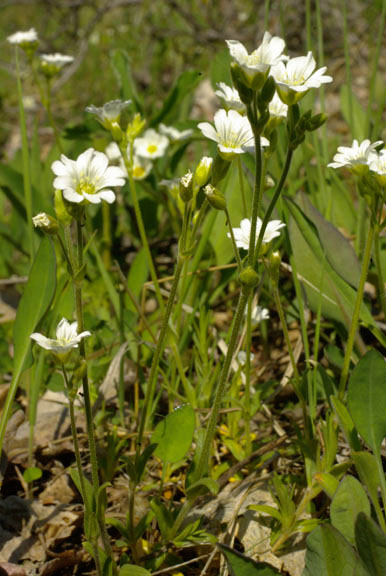 Cerastium arvense