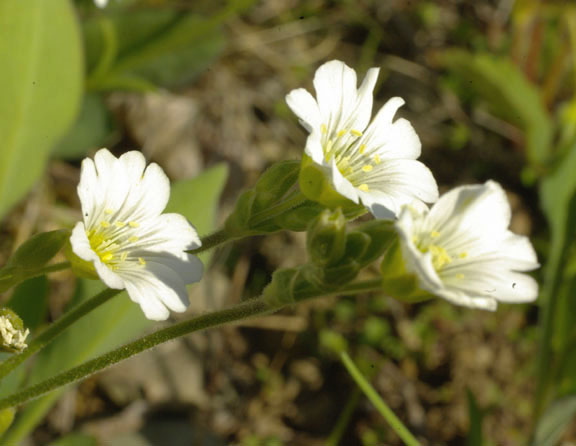 Cerastium arvense