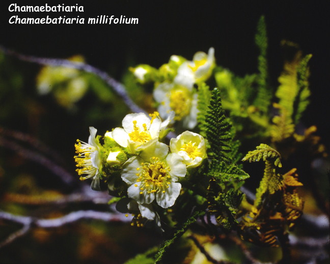 Chamaebatiaria millefolium