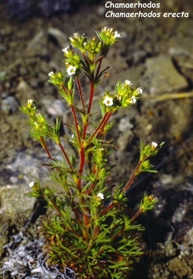 Chamaerhodos erecta