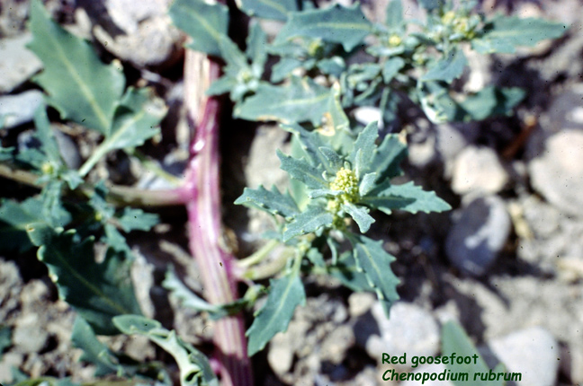 Chenopodium rubrum