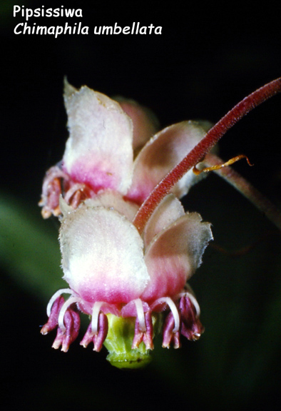 Chimaphila umbellatum