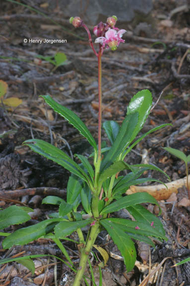 Chimaphila umbellatum