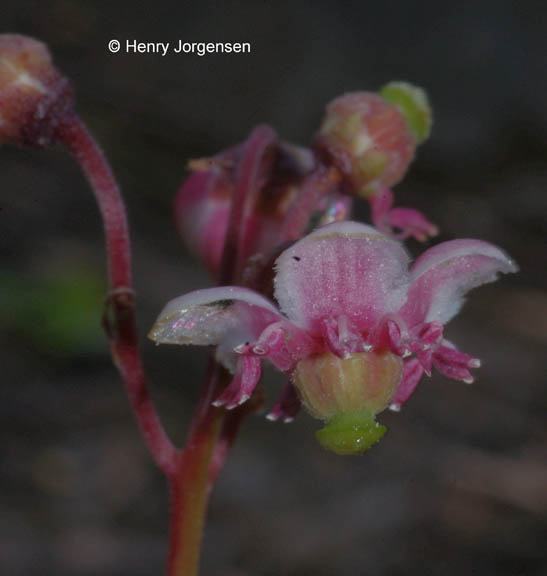 Chimaphila umbellatum