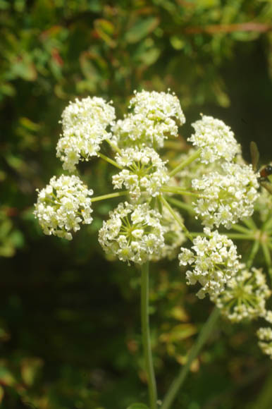 Cicuta douglasii (DC.) J.M. Coult. & Rose