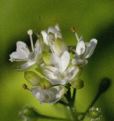 Circaea alpina