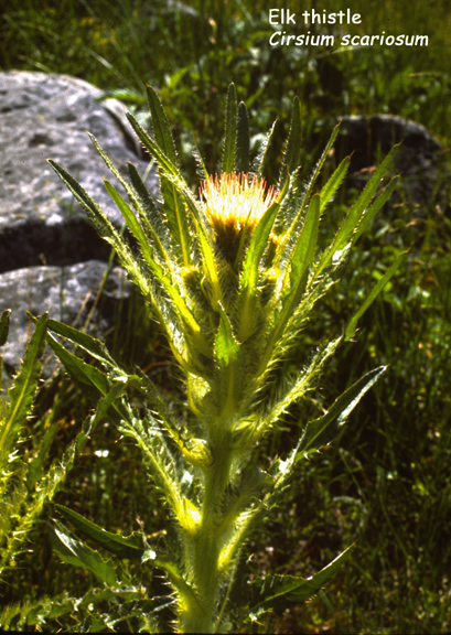 Cirsium scariosum