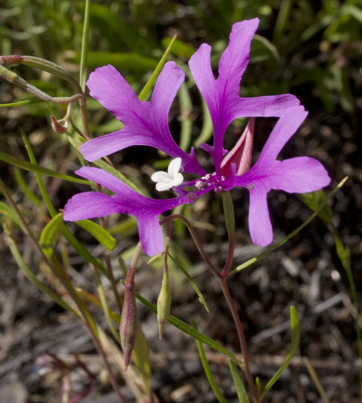Clarkia pulchella