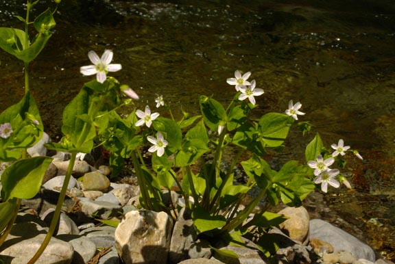 Claytonia lanceolata