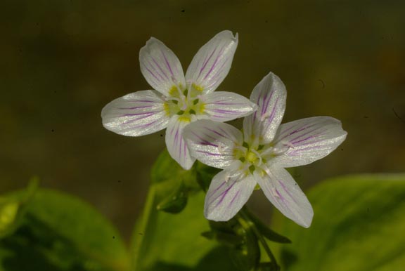 Claytonia lanceolata