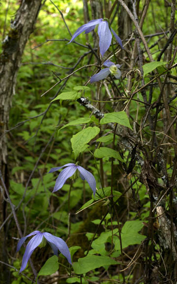 Clematis columbiana