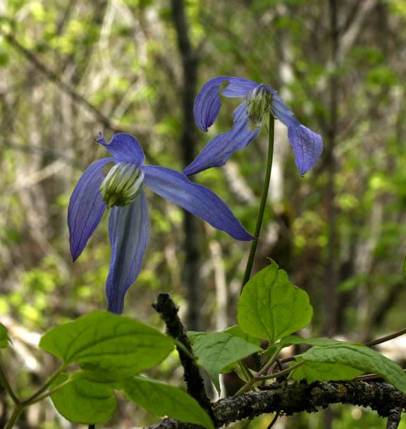 Clematis columbiana