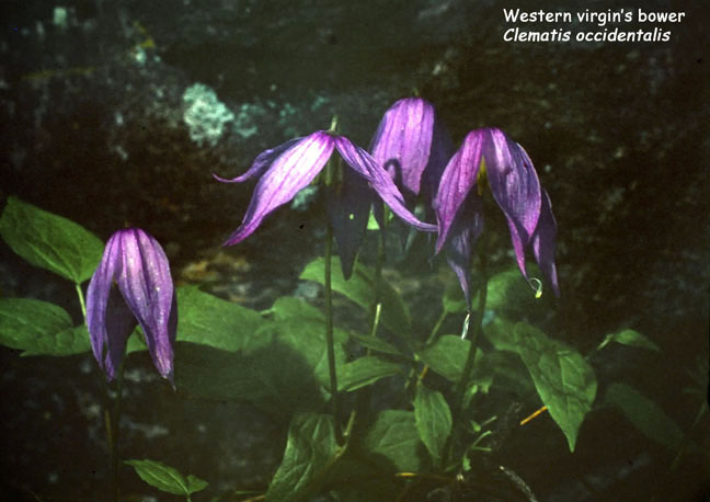 Clematis columbiana