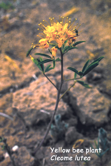 Cleome lutea