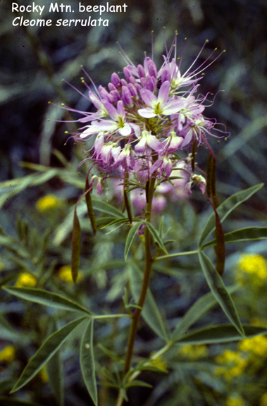 Cleome serrulata