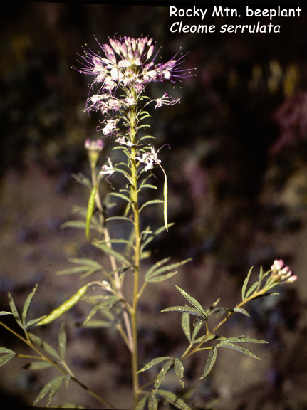 Cleome serrulata