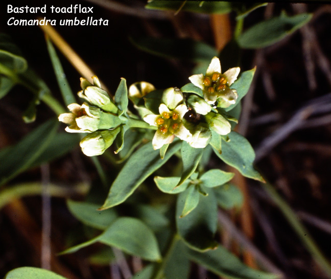 Comandra umbellata