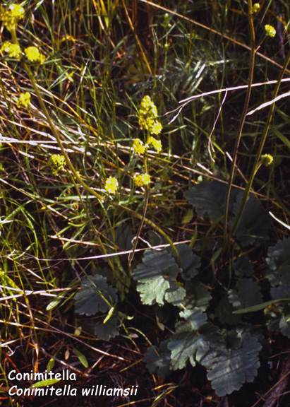 Conimitella williiamsii
