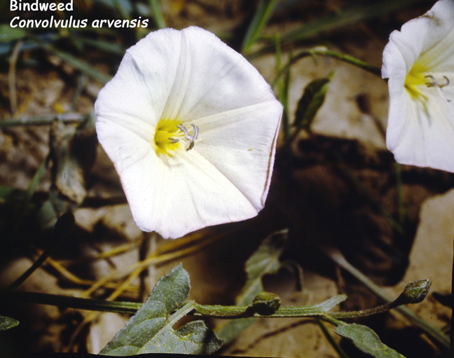 Convolvulus arvensis