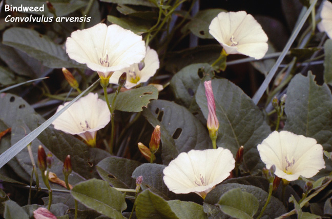 Convolvulus arvensis