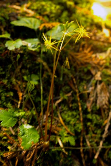 Coptis occidentalis
