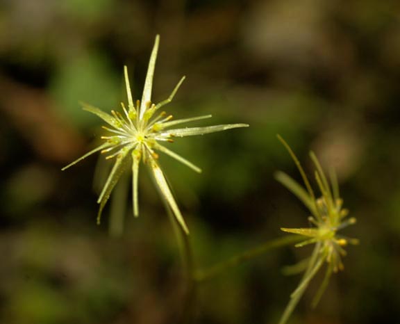 Coptis occidentalis