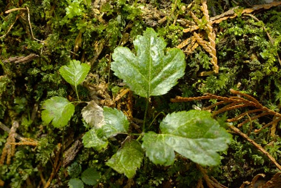 Coptis occidentalis