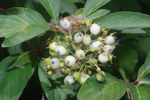 Cornus sericea L.