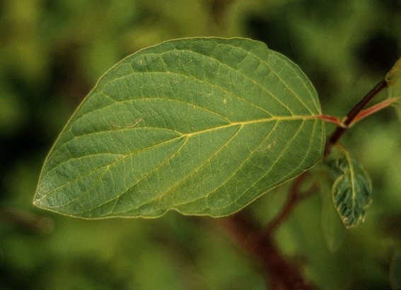 Cornus sericea L.