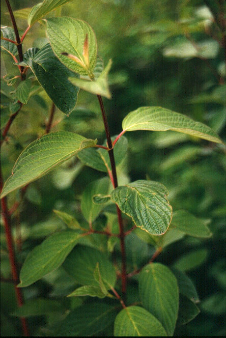 Cornus sericea L.