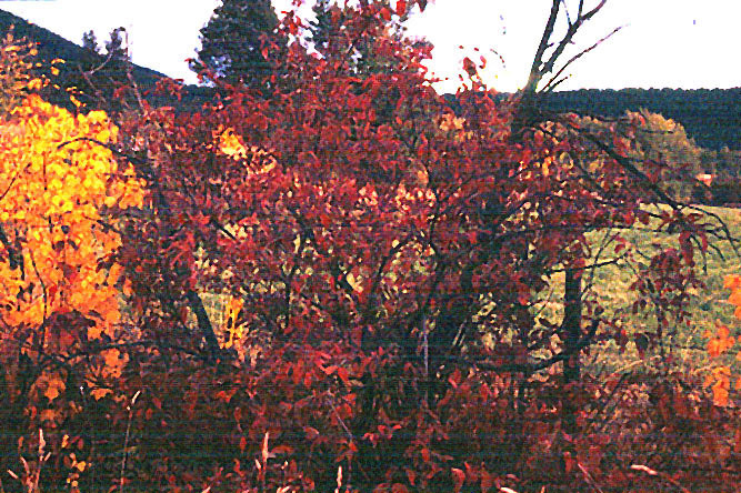 Cornus sericea L.