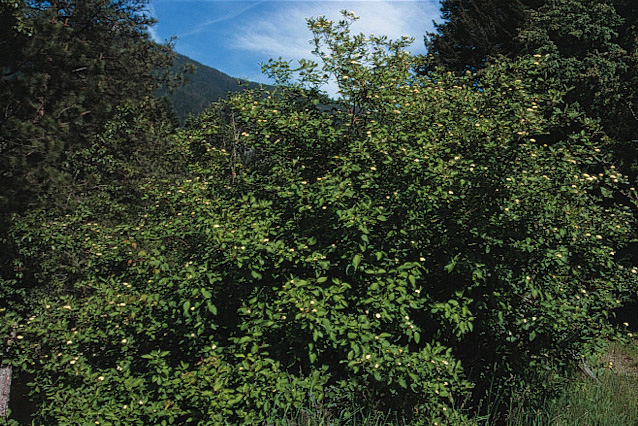 Cornus sericea L.
