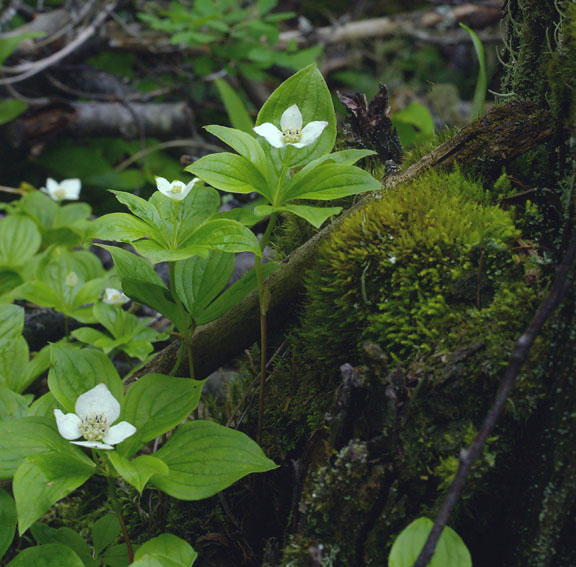 Cornus canadensis L.