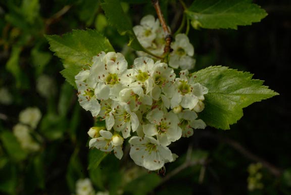 Crataegus columbiana