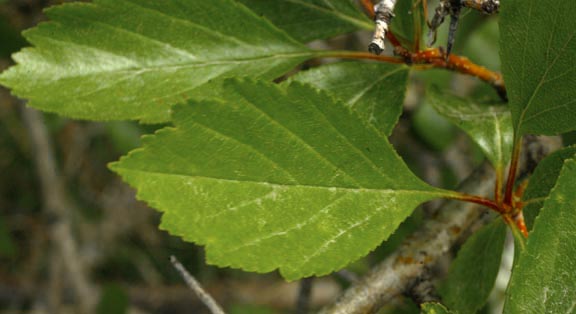 Crataegus columbiana