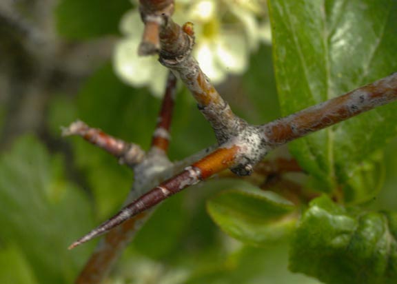 Crataegus columbiana