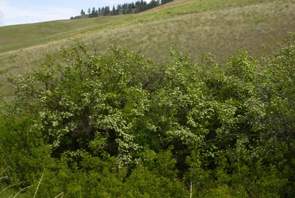 Crataegus columbiana
