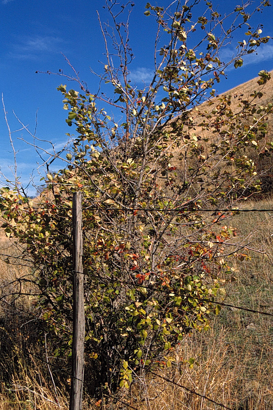 Crataegus douglasii