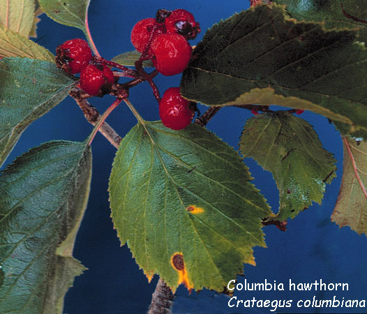 Crataegus columbiana