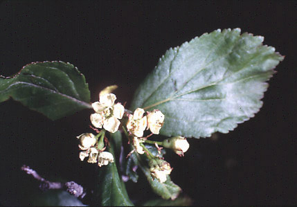 Crataegus douglasii