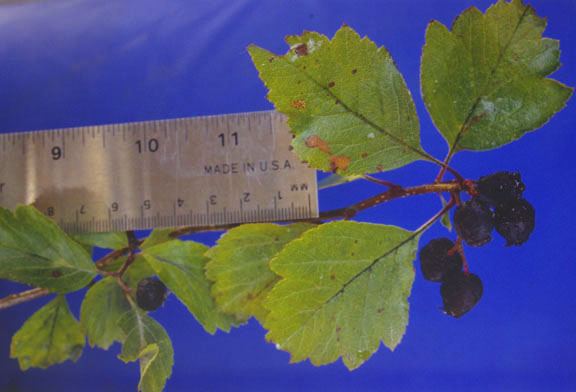 Crataegus douglasii