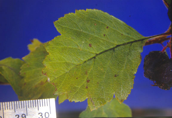 Crataegus douglasii