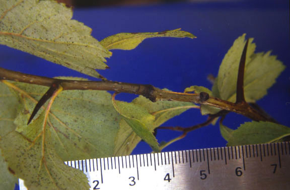 Crataegus douglasii
