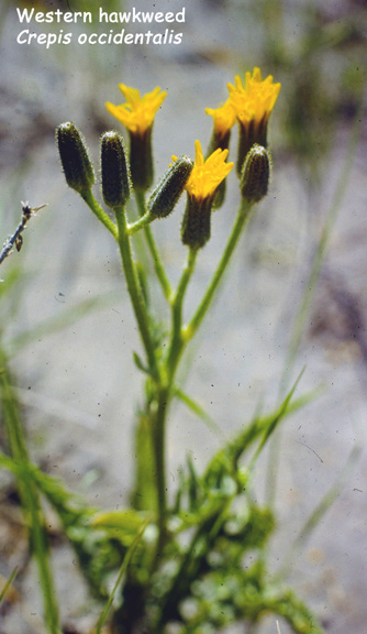 Crepis occidentalis