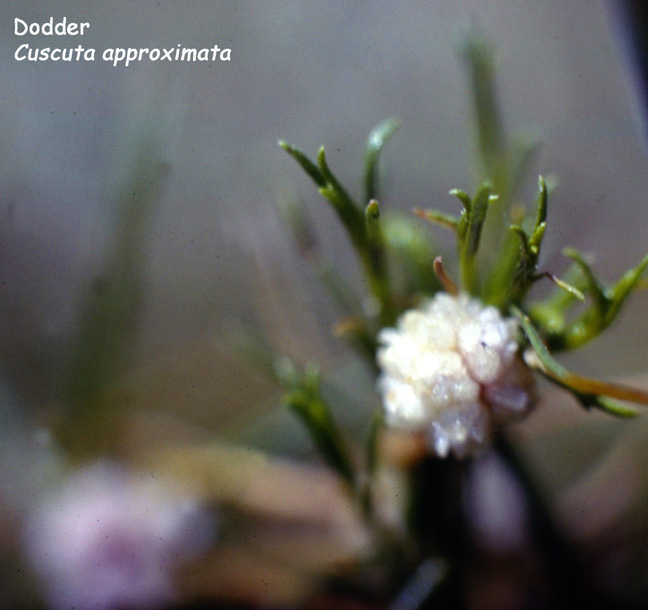 Cuscuta approximata