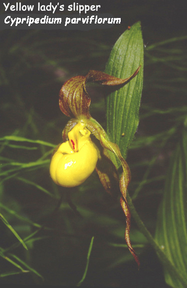 Cypripedium parviflorum